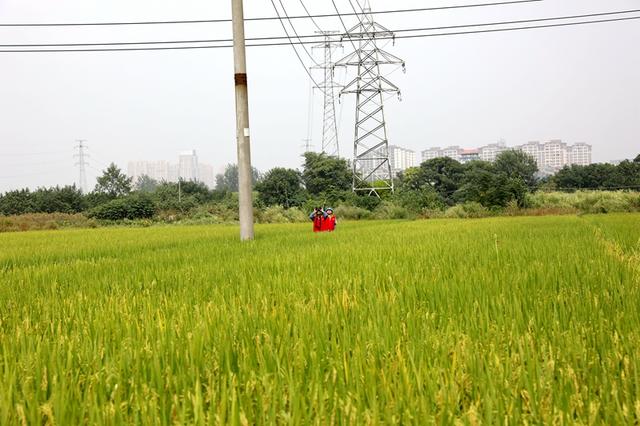 國網高安市供電公司紅馬甲傾力服務農戶 確保秋糧顆粒歸倉