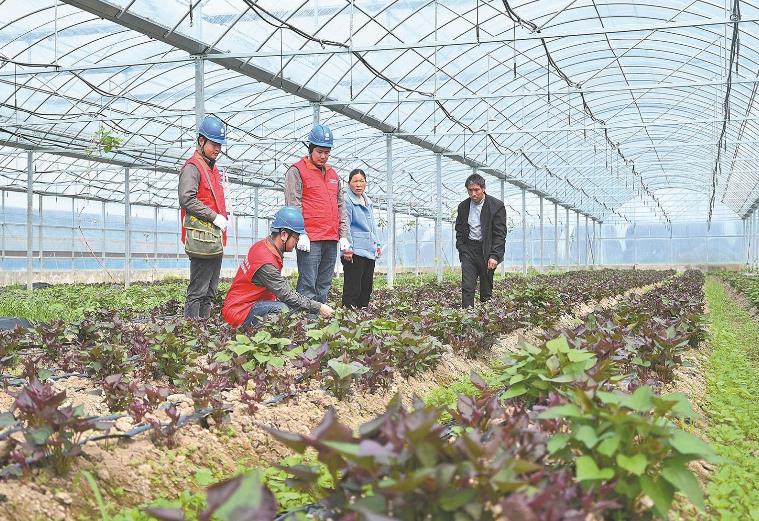 河南息縣：供電服務(wù)貼心，種植紅薯有信心”